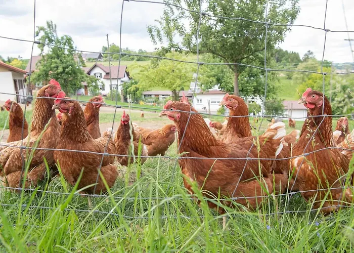 Biegger Apartamento Tettnang